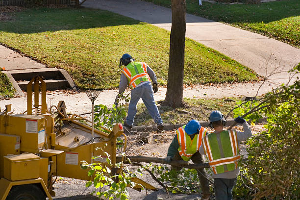  Doa Ana, NM Tree Service Pros